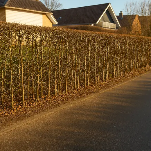 Beskæring af bøgehække (11 - xx cm)